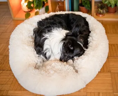 Cozy World Co. Calming Dog Bed