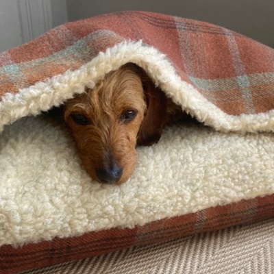 Designed for Dogs - Tartan Doggy Den Bed 