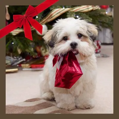 Happyoodles.com - Puppy with red present and a bow
