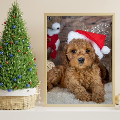 Happyoodles.com - The Christmas Puppy - Potty Training Pitfalls Flipboard