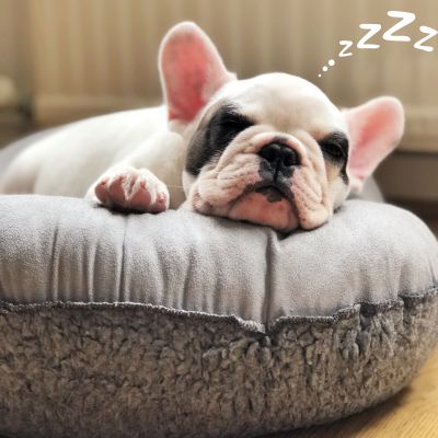 French Bull Dog in bed sleeping