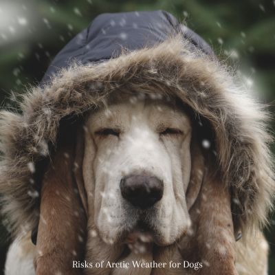 Happyoodles.com - Risks of Arctic Weather for Dogs - Dog in winter hood