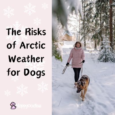 Happyoodles.com - The Risks of Arctic Weather for Dogs When Outside