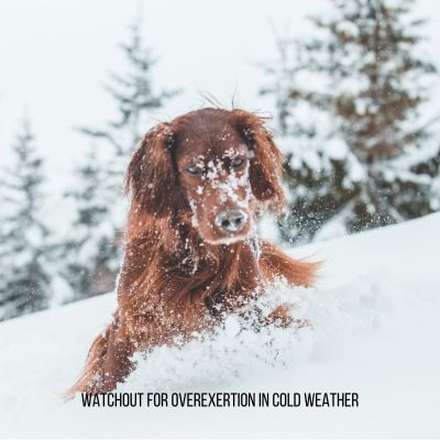 Happyoodles.com - Watchout for Overexertion in Cold Weather