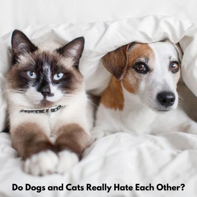 Building Bonds: How Dogs and Cats Form Lasting Friendships - cat and dog under blanket