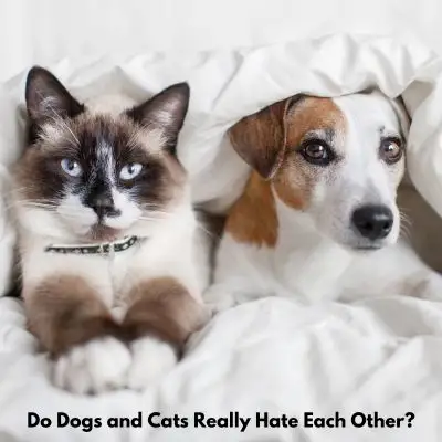 Building Bonds: How Dogs and Cats Form Lasting Friendships - cat and dog under blanket