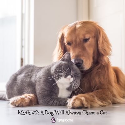 Myth #2: A Dog Will Always Chase a Cat - Picture of a Golden with a gray cat