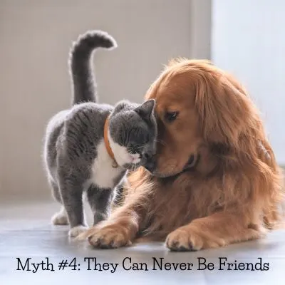 Myth #4: Cat and Dogs Can Never Be Friends - Golden with gray cat rubbing thier face against the dog