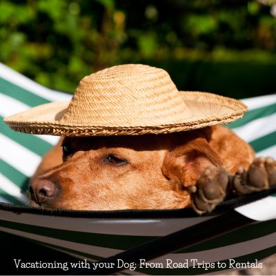 Vacationing with your Dog From Road Trips to Rentals