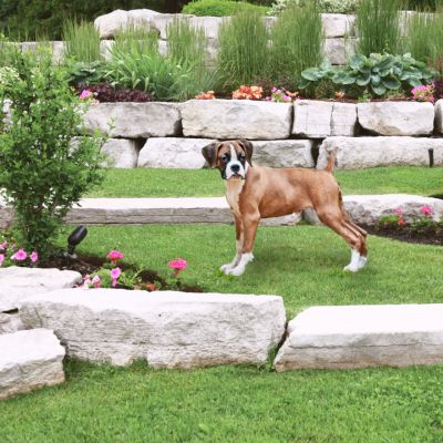 Happyoodles.com Dog Friendly Backyard - Pic of a yard with paths, flowers and a big dog