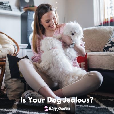 Happyoodles.com - Is your dog Jealous?  Women with two white dogs on her lap