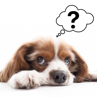 Happyoodles.com The Science of Dog Communication: Are We Getting It Wrong? - dog with thought bubble overhead with question mark