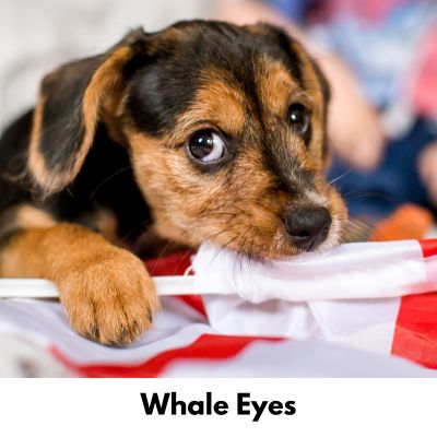 Happyoodles.com - The Science of Dog Communication - Puppy with Whale Eyes