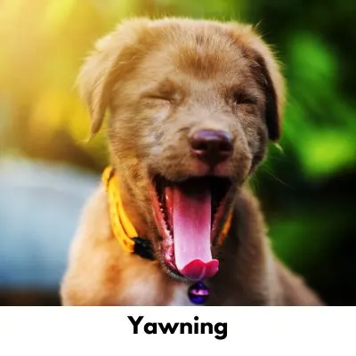 Happyoodles.com - The Science of Dog Communication - Yawning.jpg