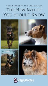 New Dog Breeds you should know - Happyoodles.com Lancashire Heeler, Polish Hunting Dog, Iceland Sheepdog, Danish Farm Dog