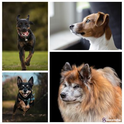 New Dog Breeds you should know - Happyoodles.com Lancashire Heeler, Polish Hunting Dog, Iceland Sheepdog, Danish Farm Dog