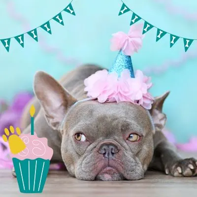 happyoodles.com - Gray dog with party hat and graphic cupcake 