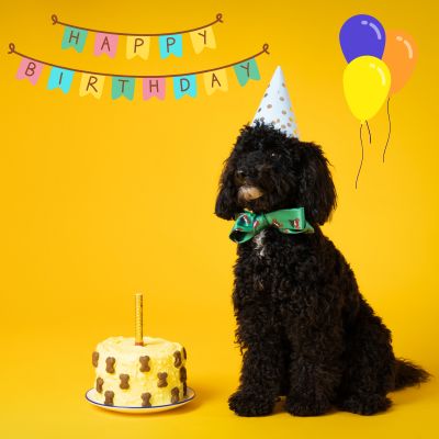 Happyoodles.com - Reason to celebrate your dog's birthday - black dog with dog safe cake