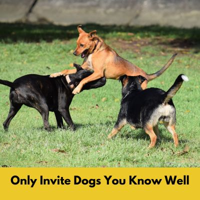 Happyoodles.com 5 Reasons to celebrate your dogs birthday-Dogs playing in yard.