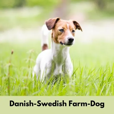 Happyoodles.com - The New Dog Breeds -  Danish-Swedish Farm-Dog