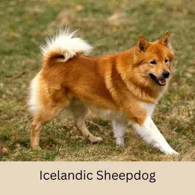 Happyoodles.com New Dog Breeds Icelandic Sheepdog