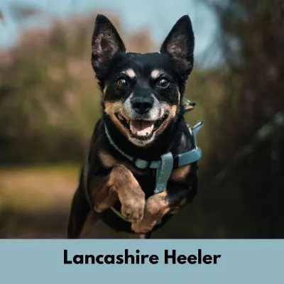 Happyoodles.com  Dog Breeds - Lancashire Heeler