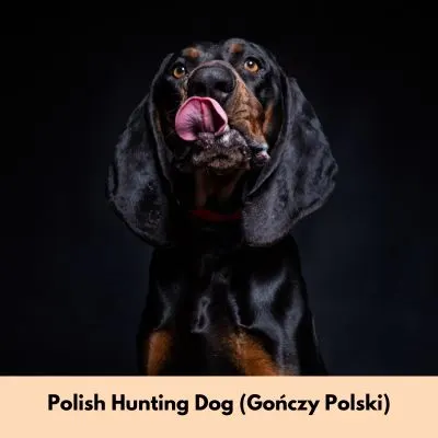 Happyoodles.com the new Dog Breeds 2025 - Polish Hunting Dog