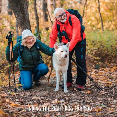 Happyoodles.com - find the right dog for you. older couple in the woods with a dog. 