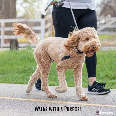 Happyoodles.com Walks with a purpose.  Women walking a doodle