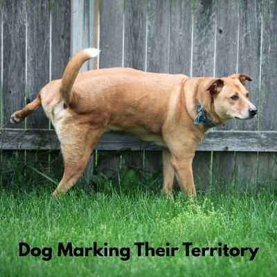 Happyoodles.com - dog marking a fence outside