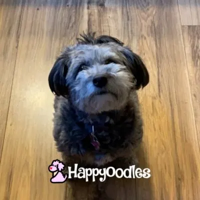Happyoodles.com A gray and black Poodle rat terrier mix - What is causing your dog to go in the house? Could they be marking?