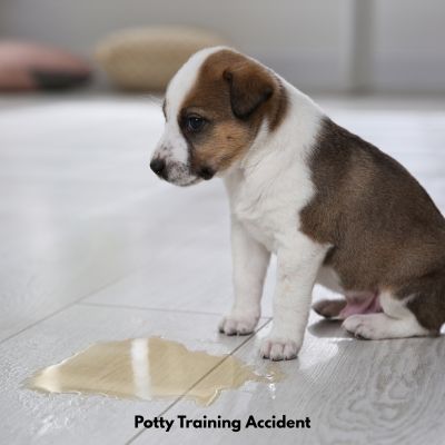 Happyoodles.com Puppy in front of a puddle of urine. 