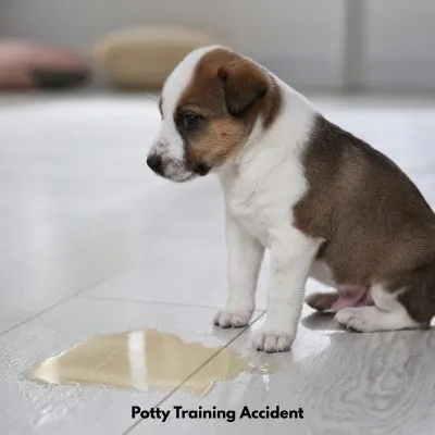 Happyoodles.com Puppy in front of a puddle of urine.