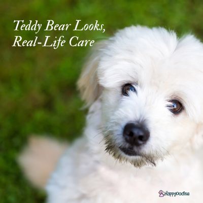 a cute Pomeranian and Poodle mix breed by Mary Swift from Getty Images