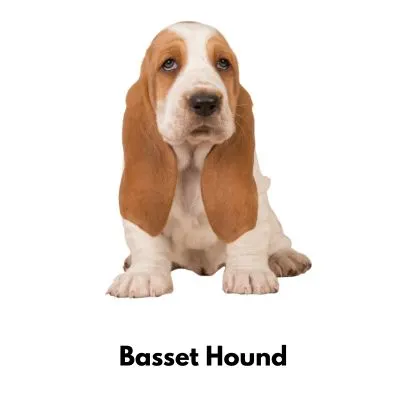 10 Best Low Maintenance Dogs - Basset Hound on white background