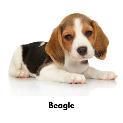 10 Best Low Maintenance Dogs - Beagle on white background