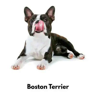 10 Best Low Maintenance Dogs - Boston Terrier on white background