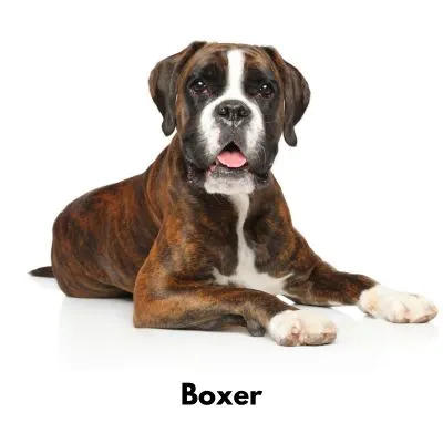 10 Best Low Maintenance Dogs - Boxer on white background