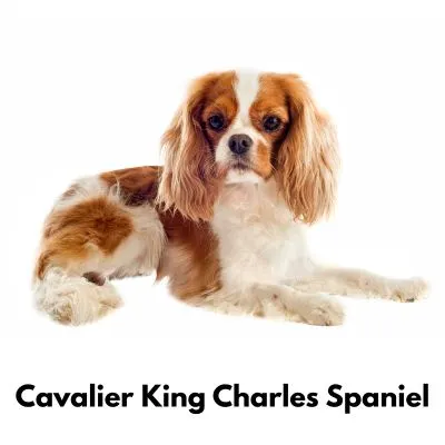 10 Best Low Maintenance Dogs - Cavalier King Charles Spaniel on white background