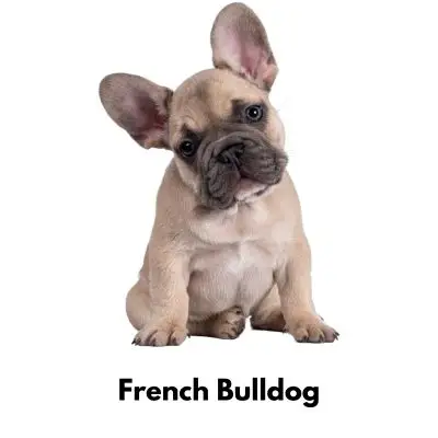 10 Best Low Maintenance Dogs - French Bulldog on white background