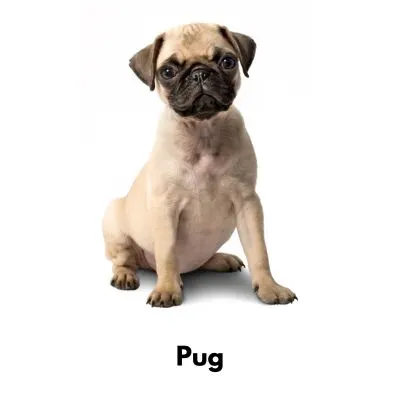 10 Best Low Maintenance Dogs - Pug on white background