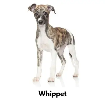 10 Best Low Maintenance Dogs - Whippet on white background
