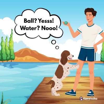 Happyoodles.com - Dogs, Swimming and a Reality Check - Cartoon pic of an English Springer Spaniel at the lake with a man holding a ball. The Dog's thought bubble sates Ball? Yess! Water? Nooo!