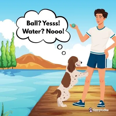 Happyoodles.com - Dogs, Swimming and a Reality Check - Cartoon pic of an English Springer Spaniel at the lake with a man holding a ball. The Dog's thought bubble sates Ball? Yess! Water? Nooo!