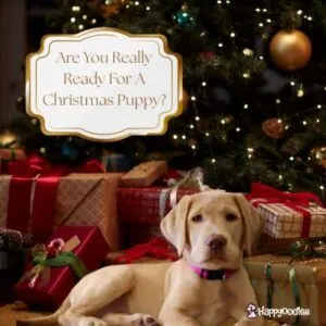 Happyoodles.com Are You Really Ready for a Christmas Puppy? Puppy sitting in front of a Christmas tree.