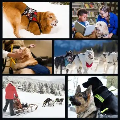 Happyoodles.com When Winter Comes, These Dogs Go to Work - Photo Collage of sled dogs, rescue dogs and therapy dogs